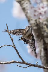日本の野鳥