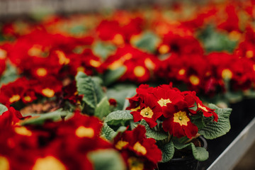 Outside of garden center with many types of plants and flowers and couple pushing a trolley