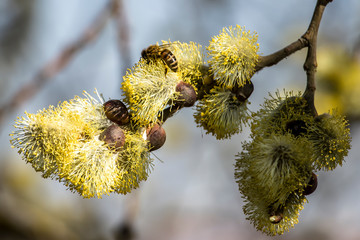 Springtime gentle background with blooming willow. Easter.