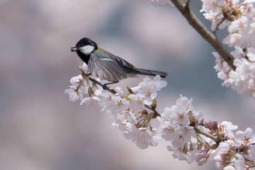 日本の野鳥