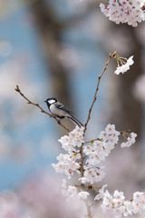 日本の野鳥