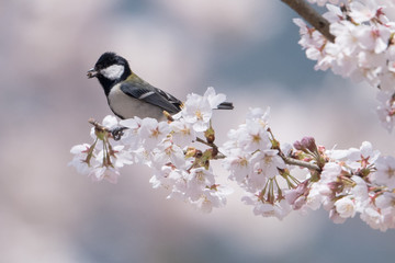 日本の野鳥