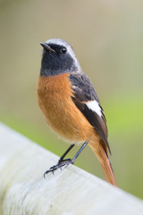 日本の野鳥