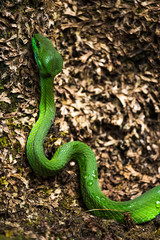 Green Pit Viper spotted at an ancient temple in Ubud, Bali.