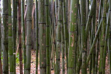 Fototapeta premium bamboo forest background