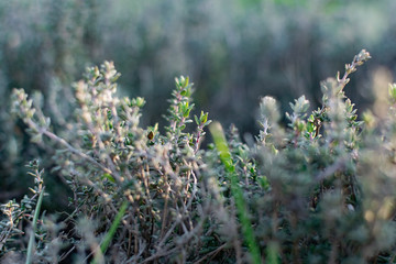 A low-growing aromatic shrub or semi-shrub of thyme or thyme. Beautiful photo of small leaves at sunset. Useful herb used in folk medicine and for giving flavor