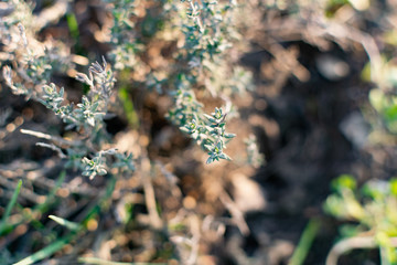 A low-growing aromatic shrub or semi-shrub of thyme or thyme. Beautiful photo of small leaves at sunset. Useful herb used in folk medicine and for giving flavor