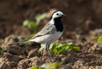 Portrait of a White wagtail at Buri farm, Bahrain
