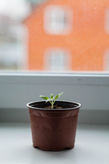 seedlings of vegetable plants stand on the windowsill before planting in the open ground