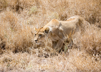Hunting mother between the grass of the Serengeti.