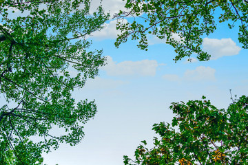 Fototapety  Błękitne niebo i zielona przyroda