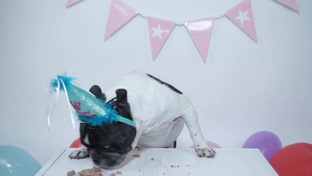 Pet life at home. Funny dog birthday video - beautiful french bulldog eating meatloaf for his birthday on white background