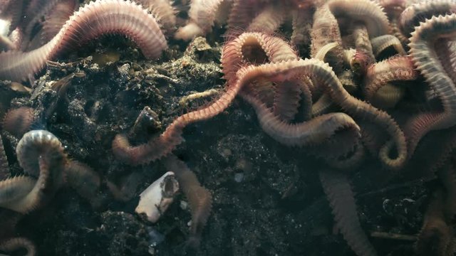 Group of wriggling marine rock worms in mud underwater, close up