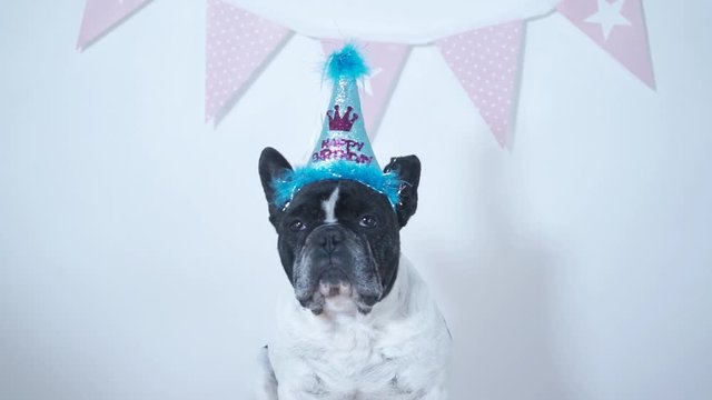 Close-up of funny French Bulldog breed dog with festive birthday hat and garland on white background. Birthday celebration.