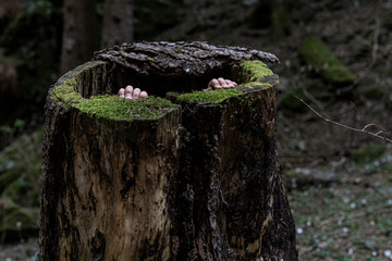 Kinderhände im Baumstamm versteckt