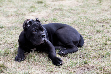 a young dog of the cane Corso breed on a walk on the lawn in early spring