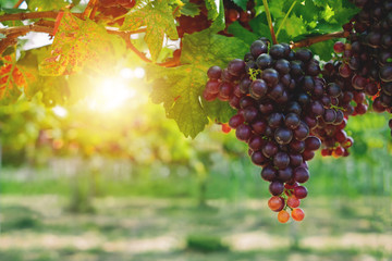 Ripe grapes hung on vineyards of grape trees. In the morning vineyard.