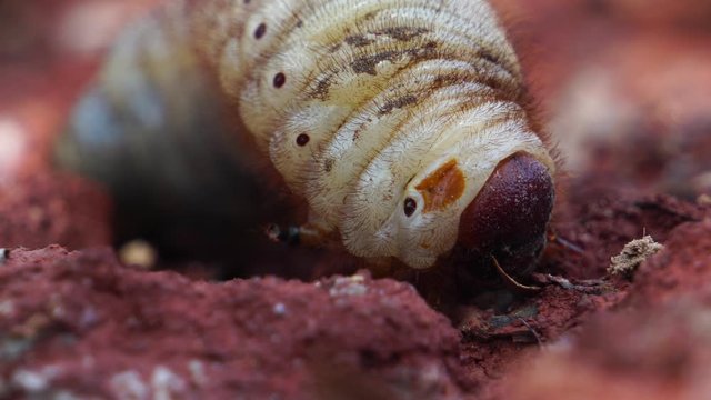 Beetles live in the soil footage 4K