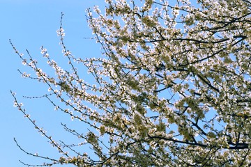 Białe kwitnące drzewo. Wiosna.  - obrazy, fototapety, plakaty