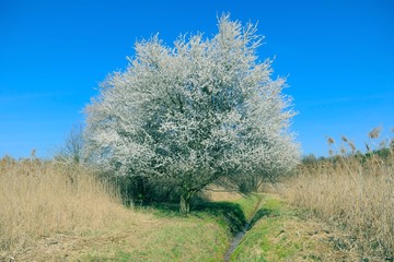 Białe kwitnące drzewo. Wiosna.  - obrazy, fototapety, plakaty