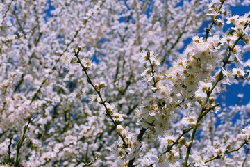 Białe kwitnące drzewo. Wiosna.  © Tomasz