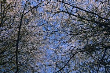 Białe kwitnące drzewo. Wiosna.  © Tomasz