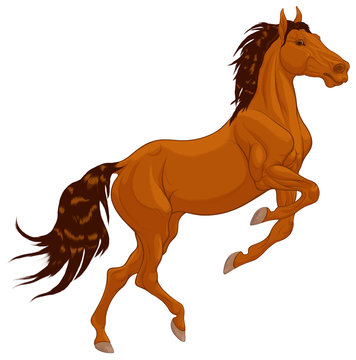 Chestnut horse reared and bent its front legs. Prancing stallion pricked up its ears and stared ahead with dilated nostrils. Vector design element for equestrian goods.
