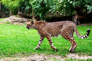 Guépard vu de profil © guitou60