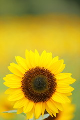 日本のヒマワリ