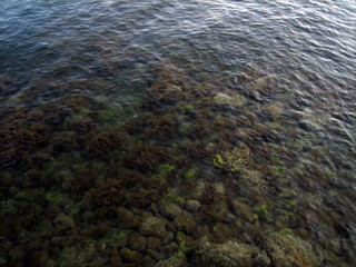 Pebbles, rocks, seaweed on the sea floor through clear water in shallow water.