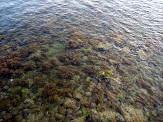 Pebbles, rocks, seaweed on the sea floor through clear water in shallow water.