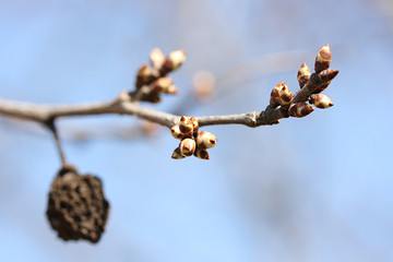 Young buds on a plum branch with last year's dry berry against a blue sky in mid-spring