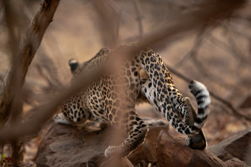 Leopard stalking a prey inside bushes at Tadoba Tiger Reserve, India