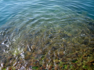 Naklejka na ściany i meble Pebbles, rocks, seaweed on the sea floor through clear water in shallow water.