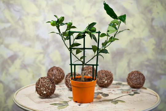 delicate flowers in a romantic composition for relaxation and relaxation