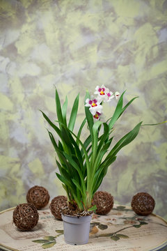 delicate flowers in a romantic composition for relaxation and relaxation