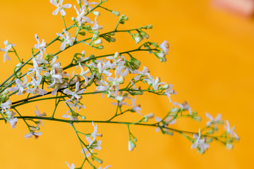 neem leaves,ayurvedic neem,neem branch on table,neem herbs ,herbal neem,herbal neem leaves,neem flower and leaves on yellow background