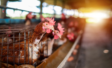 The chicken egg farm or Factory Chicken egg production. Agricultural Business
