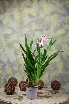 delicate flowers in a romantic composition for relaxation and relaxation