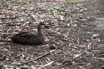 Pacific black duck, Anas superciliosa, resting amongst fallen leaves, Kennett River, Australia.