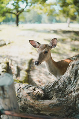 奈良の鹿