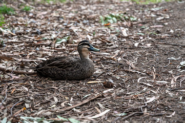 Pacific black duck, Anas superciliosa, resting amongst fallen leaves, Kennett River, Australia.