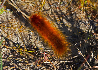 Hairy orange caterpillar on twig