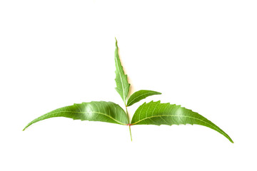 Medicinal neem leaf over white backgroundTropical foliage.Green Neem leaf isolated on white background.Azadirachta indica var.,