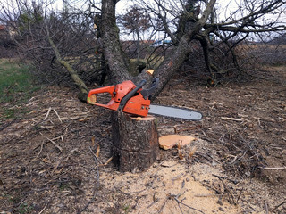 chainsaw tree stump