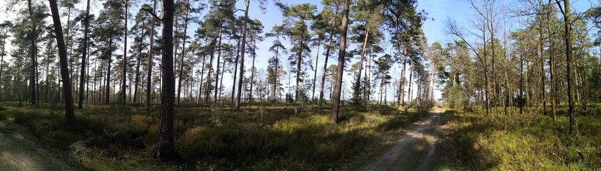 Mixed forest with birch trees, fir trees, spruce trees panoramic view in Luneburg Heath, Germany