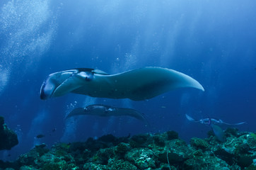 The giant oceanic manta ray (Mobula birostris)