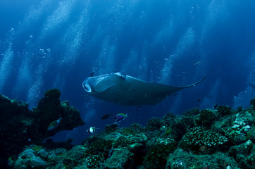 Fototapeta na wymiar The giant oceanic manta ray (Mobula birostris)