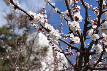 cherry blossom in spring