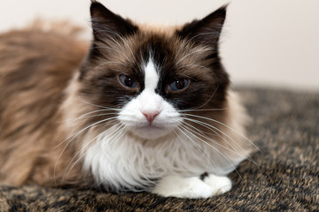 Portrait of a happy fluffy cat with blue eyes, an unusual breed of Russian Nevsky masquerade